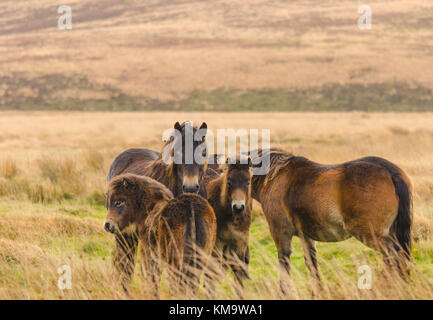 Exmoor poneys Exmoor UK Somerset Banque D'Images