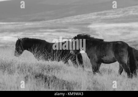 Poneys Exmoor itinérance sur les maures UK Exmoor Banque D'Images