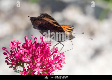 Petite écaille de nectar sur un papillon rouge de valériane capitule, Penzance, Cornwall, England, UK. Banque D'Images