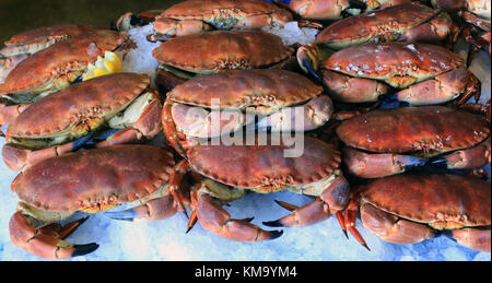 Les crabes tourteau (Cancer pagurus) dans une poissonnerie, Cornwall, England, UK. Banque D'Images