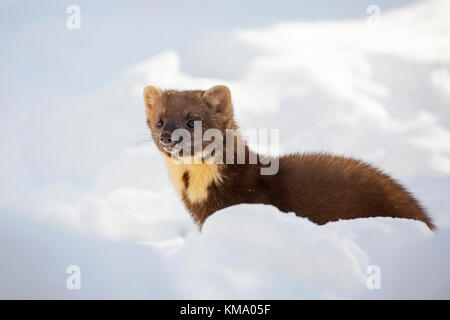 European martre des pins (Martes martes) la chasse dans la neige en hiver Banque D'Images