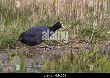 Foulque macroule (Fulica atra) dans des milieux humides la collecte de matériel de nidification comme l'herbe lames pour la construction du nid pendant la saison de reproduction Banque D'Images