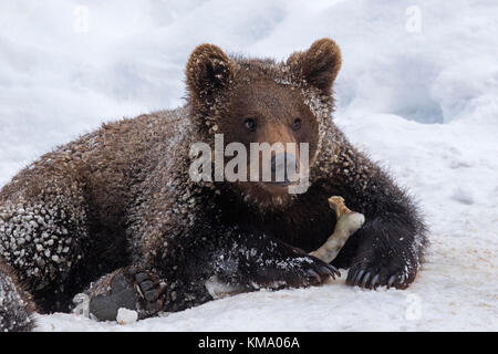 Un an cub de l'ours brun (ursus arctos arctos) jouant avec la fusée dans la neige en hiver Banque D'Images