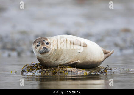 / Du Phoque commun (Phoca vitulina) reposant sur la côte rocheuse, Svalbard, Norvège spitzberg / Banque D'Images