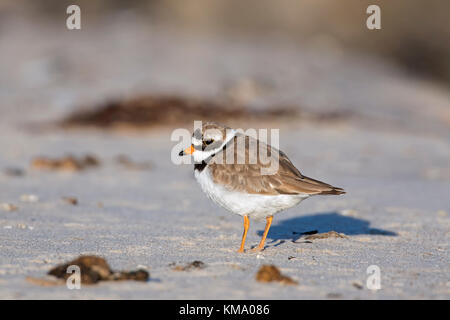 Gravelot commun (Charadrius hiaticula) en plumage nuptial qui se nourrissent de la plage en été Banque D'Images