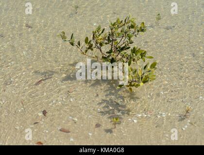 Mangrove gris (lat.Avicennia marina) les jeunes Banque D'Images