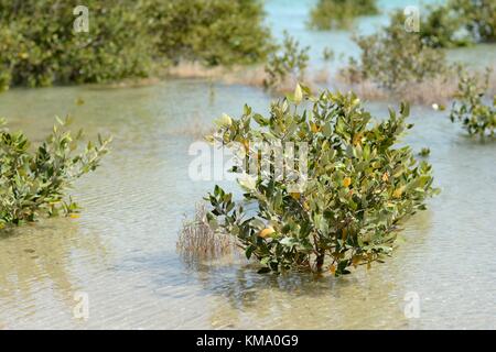 Mangrove gris (lat. : Avicennia marina) Banque D'Images