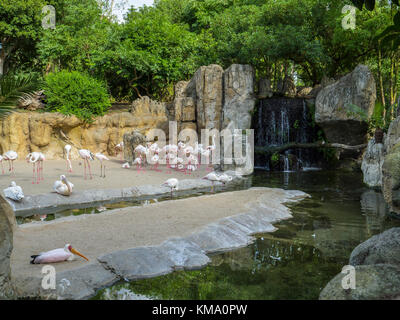 De la région de flamants roses (phoenicopterus roseus), et quelques pélicans (Pelecanus onocrotalus) partage un enclos au Bioparc Valencia, Espagne Banque D'Images