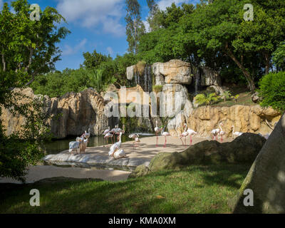 Plus de flamants roses (phoenicopterus roseus), commun et des pélicans (Pelecanus onocrotalus) partage un enclos dans le parc animalier, Bioparc Valencia, Espagne Banque D'Images