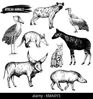 Jeu de croquis dessinés à la main, d'animaux - Bec-en-sabot, l'oryctérope, l'hyène, le vautour, Okapi, le serval, le tapir et les bovins watusi. vector illustration isolé sur blanc b Illustration de Vecteur