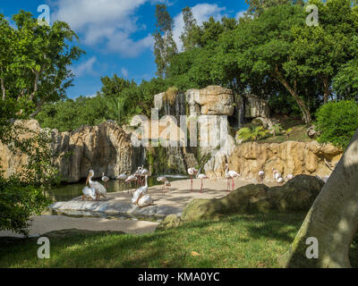 Les grands flamants roses (Phoenicopterus roseus) et les pélicans communs (Pelecanus onocrotalus) partageant un enclos dans le parc animalier, Bioparc Valencia, Espagne Banque D'Images