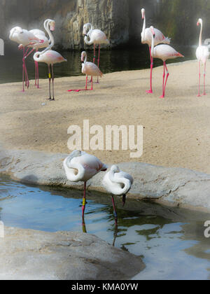 Cliché de rêve avec flou de grands flamants roses (Phoenicopterus roseus) dans le parc animalier naturel, Bioparc Valencia, Espagne. Banque D'Images