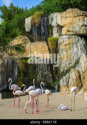 Groupe de grands flamants roses (Phoenicopterus roseus) dans le parc animalier naturel, Bioparc Valencia, Espagne. Banque D'Images