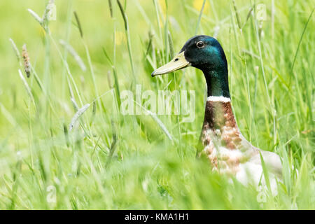 Mallard drake se cachant dans l'herbe de prairie Banque D'Images