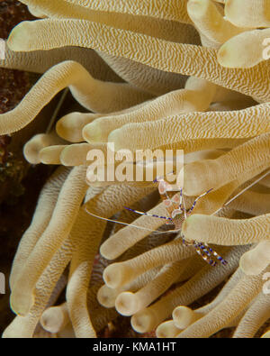 Spotted cleaner shrimp sur anemone, Bonaire Antilles néerlandaises Banque D'Images