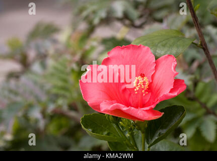 Fleur d'Hibiscus Rosa sinensis. Banque D'Images