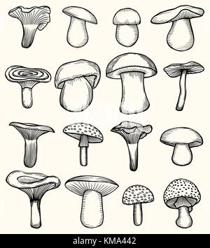 Set de champignons illustration, dessin, gravure ligne vectorielle Illustration de Vecteur