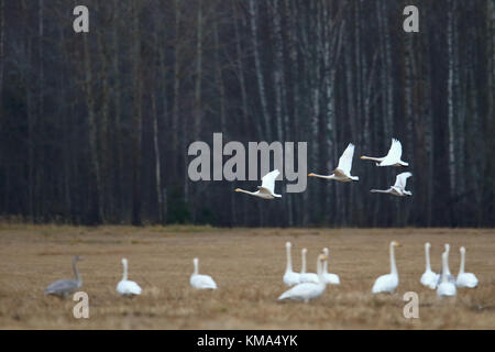 La migration des cygnes chanteurs (Cygnus cygnus) à l'automne, de l'Estonie. Banque D'Images