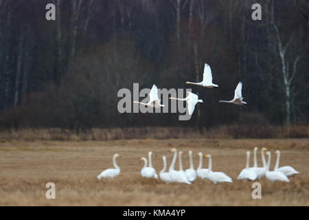 La migration des cygnes chanteurs (Cygnus cygnus) à l'automne, de l'Estonie. Banque D'Images