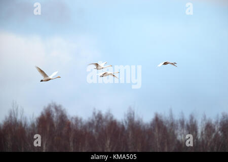 La migration des cygnes chanteurs (Cygnus cygnus) à l'automne, de l'Estonie. Banque D'Images