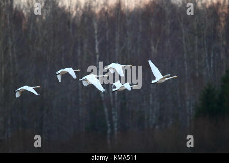 La migration des cygnes chanteurs (Cygnus cygnus) à l'automne, de l'Estonie. Banque D'Images