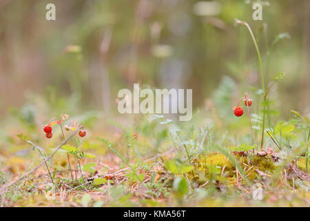 Fraise des bois, fraise, fraise (Fragaria vesca alpin) dans l'île d'Hiiumaa, Estonie, Europe Banque D'Images