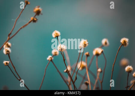 Le parfum des fleurs se propage uniquement dans la direction du vent. Mais la bonté d'une personne s'étend dans toutes les directions. Banque D'Images