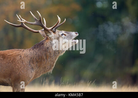 Red Deer (Cervus elaphus) stag, rugissant pendant le rut avec le souffle qui condense dans l'air froid, parc de Richmond, Richmond upon Thames, Londres, Angleterre, octobre