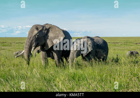 Mère de l'eléphant d'Afrique avec un veau Banque D'Images