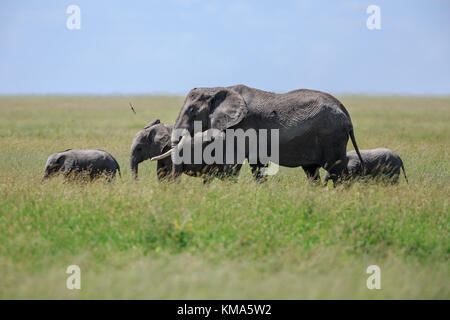 Mère de l'eléphant d'Afrique avec un veau Banque D'Images