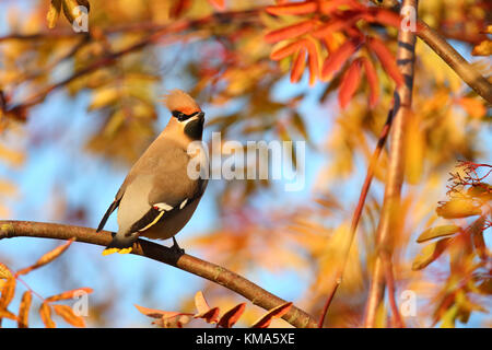 Jaseur boréal (Bombycilla garrulus) perché sur Rowan branch (Sorbus sp.) avec des baies. L'Estonie, de l'Europe. Banque D'Images