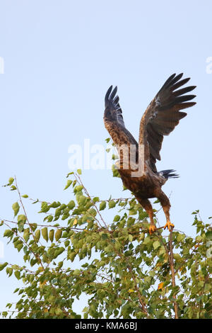 L'aigle pomarin (Aquila pomarina) en fin de l'été, de l'Europe Banque D'Images