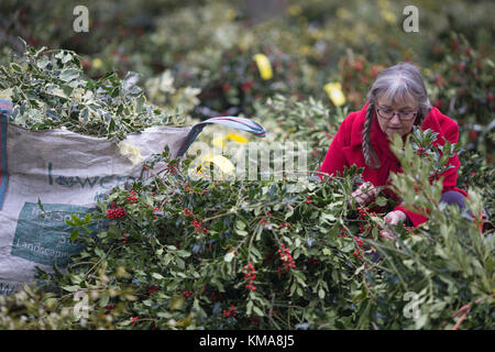 Elaine Gregory inspecte le gui et le houx à vendre au cours de l'Assemblée gui et houx vente aux enchères à Burford House Garden Magasins de Tenbury Wells, Worcestershire. Banque D'Images