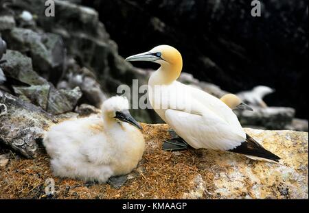 Bassan adultes debout avec maturité chick assis sur le sanctuaire d'oiseaux colonie de Saltee, comté de Wexford, Irlande. Banque D'Images