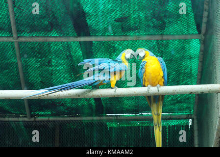 Deux Aras bleu et jaune au zoo de New delhi Banque D'Images