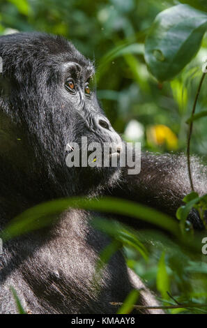 Portrait d'un gorille de montagne à une courte distance en habitat naturel. le gorille de montagne (Gorilla beringei beringei) . La Forêt impénétrable de Bwindi Banque D'Images