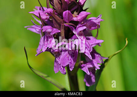 Orchidée des marais,'Dactylorhiza incarnata'Close up, prairie marécageuse, mai et juin, réserve de Catcott, Somerset, Royaume-Uni Banque D'Images