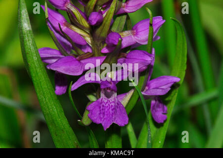 Orchidée des marais, 'Dactylorhiza incarnata', gros plan, prairie marécageuse, mai et juin, réserve de Catcott, Somerset, Royaume-Uni Banque D'Images