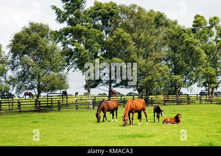 Pond de couvain pur-sang avec poulains. Paddocks Irish National Stud à Tully, comté de Kildare, Irlande. Centre de courses de chevaux irlandais Banque D'Images