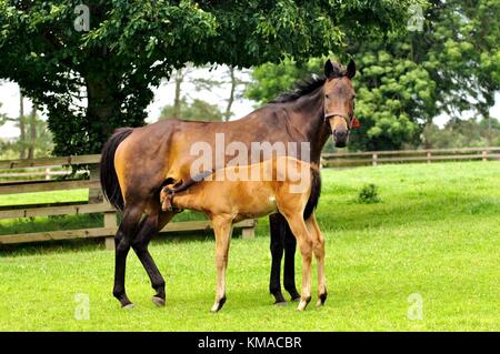 Jument de couvain pur-sang avec poulain. Paddocks Irish National Stud à Tully, comté de Kildare, Irlande. Centre de courses de chevaux irlandais Banque D'Images