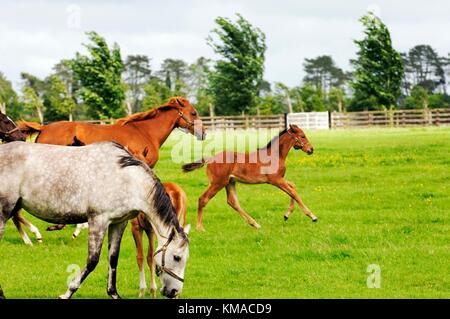 Pond de couvain pur-sang avec poulains. Paddocks Irish National Stud à Tully, comté de Kildare, Irlande. Centre de courses de chevaux irlandais Banque D'Images