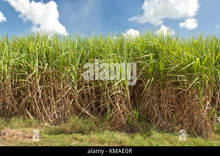 La production de canne à sucre maturation 'Saccharum officinarum', avant la récolte, nuages, ciel bleu, fin octobre. Banque D'Images