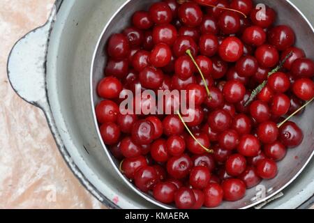 Les cerises fraîchement cueillies (lat.Prunus cerasus) Banque D'Images