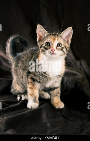 Photo verticale de chaton de couleur brun foncé, assis sur une couverture. la fourrure de chat est rayé de noir, gris et rouge. la poitrine et pieds sont whit Banque D'Images