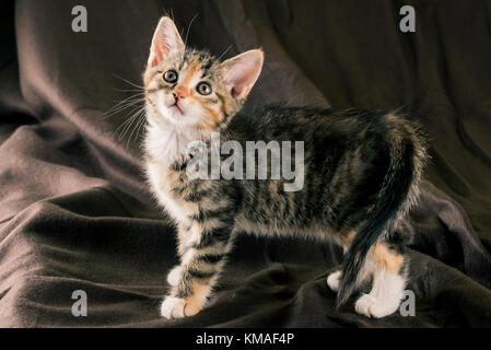 Photo horizontale de chaton de couleur brun foncé sur couverture. la fourrure de chat est rayé de noir, gris et rouge. la poitrine et pieds sont w Banque D'Images
