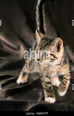 Photo verticale de chaton de couleur brun foncé sur pied une couverture. la fourrure de chat est rayé de noir, gris et rouge. Les pattes sont blanches. l'ani Banque D'Images