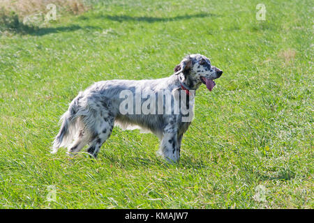 Setter anglais sur le pré - hound Banque D'Images