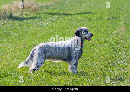 Setter anglais sur le pré - hound Banque D'Images