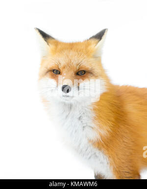 Le renard roux (Vulpes vulpes) avec une queue touffue de marcher dans la neige de l'hiver dans le parc Algonquin au Canada Banque D'Images