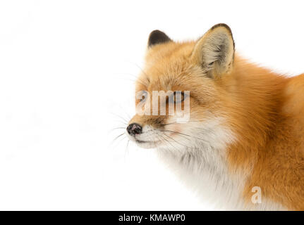 Le renard roux (Vulpes vulpes) avec une queue touffue de marcher dans la neige de l'hiver dans le parc Algonquin au Canada Banque D'Images